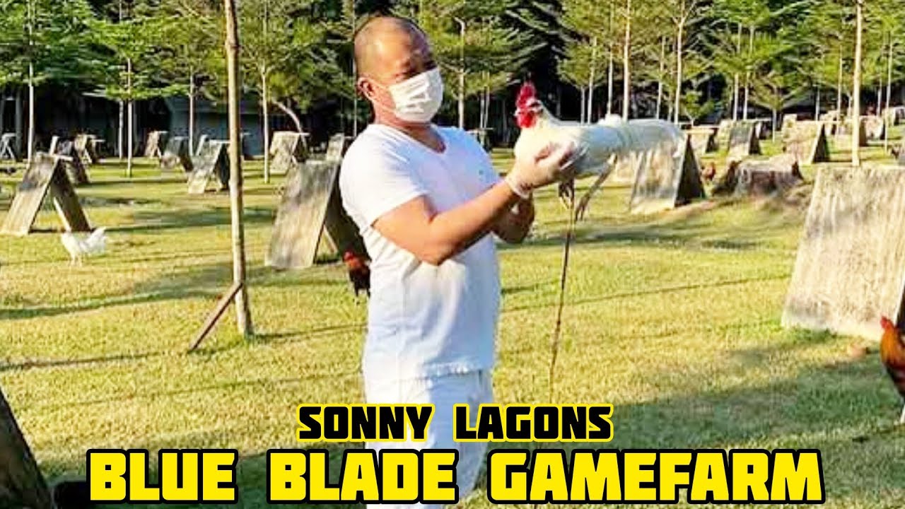 STRAIGHT COMB SWHITE - BLUE BLADE GAMEFARM