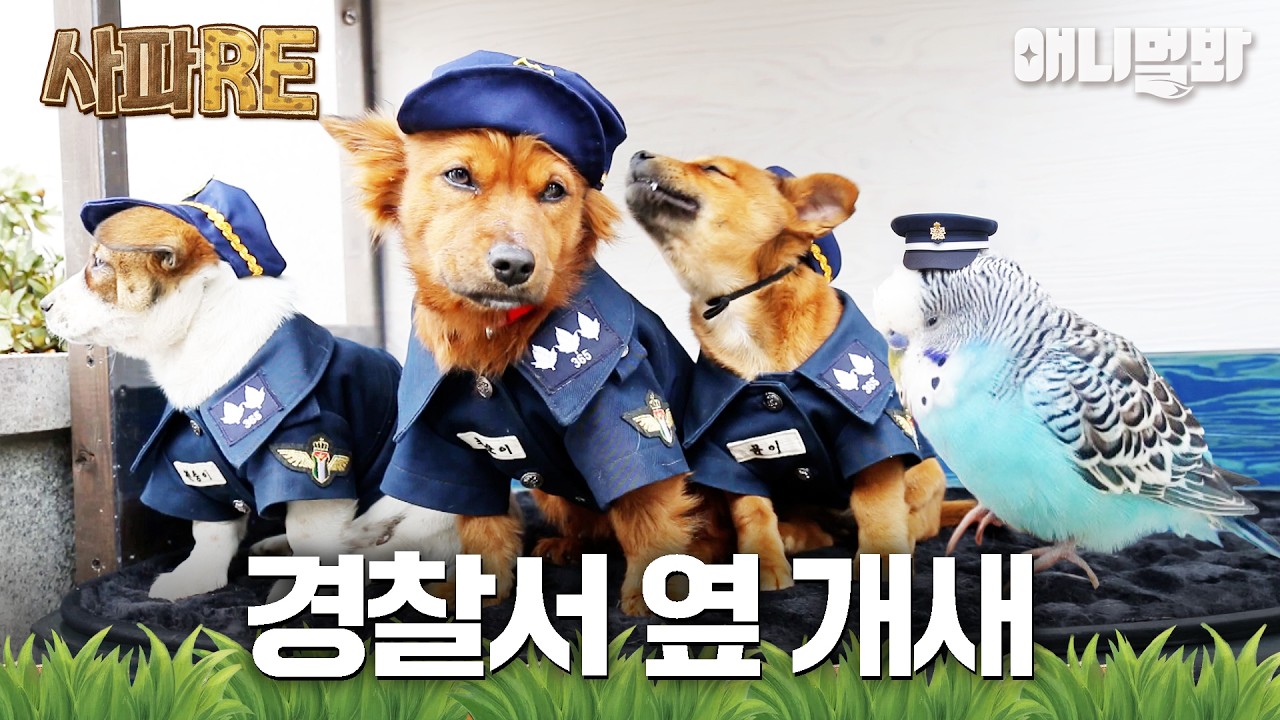[#사파RE] 경찰서 옆 강아지🐶 옆 앵무새🦜 #TV동물농장 #AnimalFarm #애니멀봐