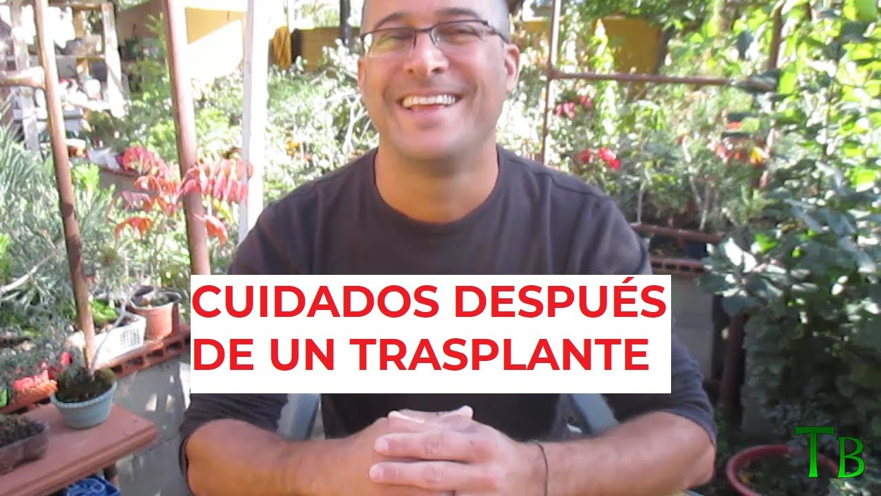 CUIDADOS DESPUÉS DE UN TRASPLANTE ֍ CURSO BÁSICO DE BONSÁI ✅