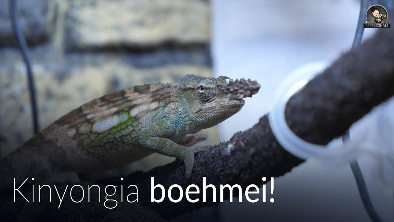 HODOWLA KAMELEONÓW BOEHMEI