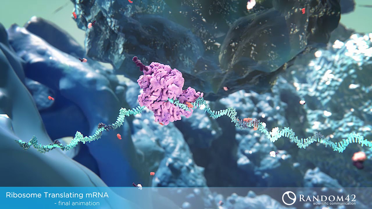 Medical Visual Effects: Ribosome Translation with thinkingParticles