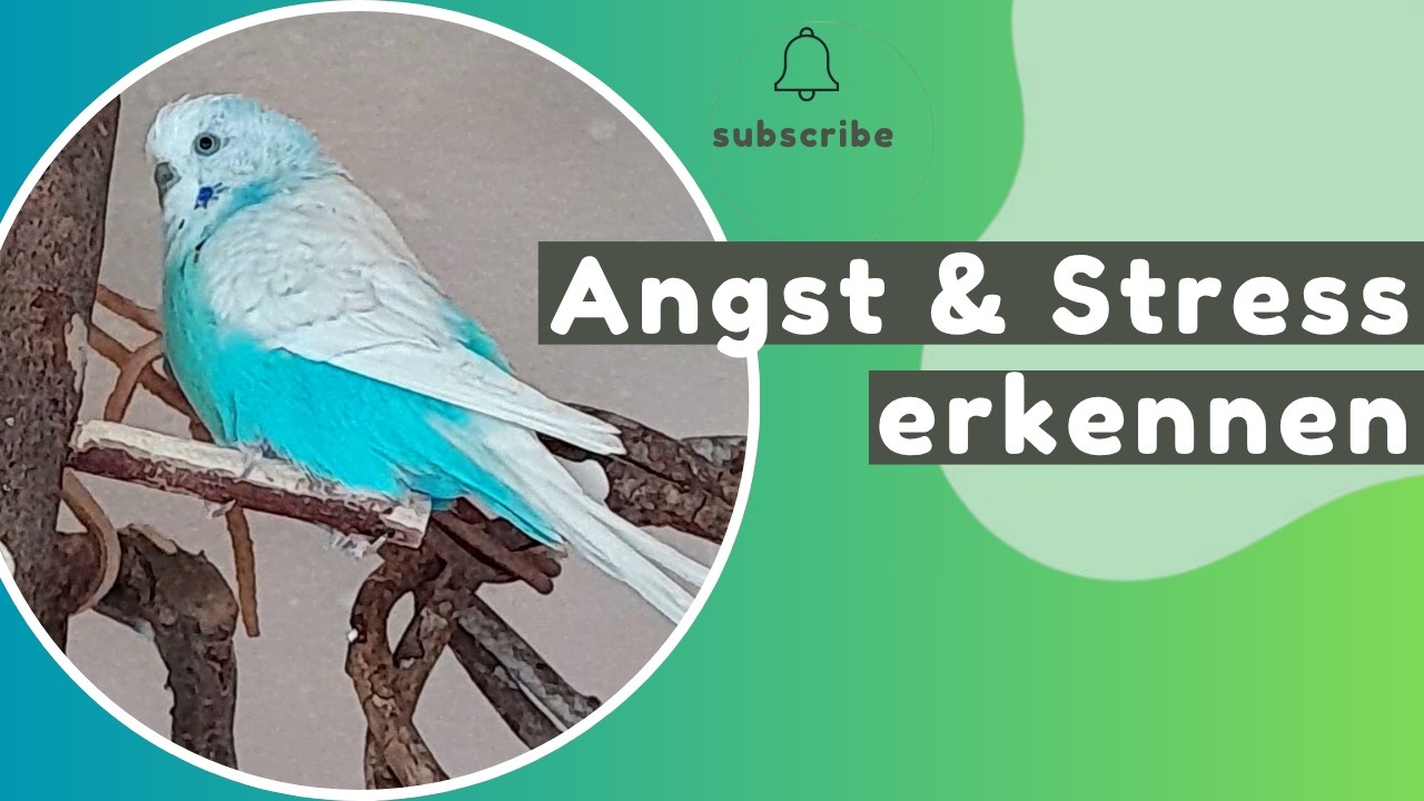 Die geheime Sprache deines Wellensittichs entschlüsseln 😓 So erkennst du Stress, Angst & Panik