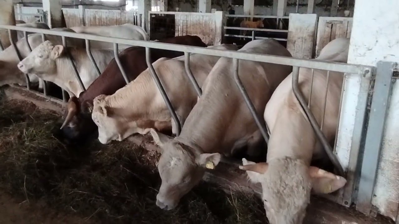 38 bin Liraya dana mı olur? Türkiye'de 100 bin olmuş. #cow #şarole #limuzin #angus #farming