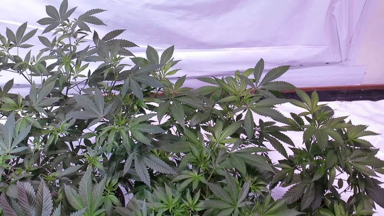 Indoor Cannabis Grow  Next batch update