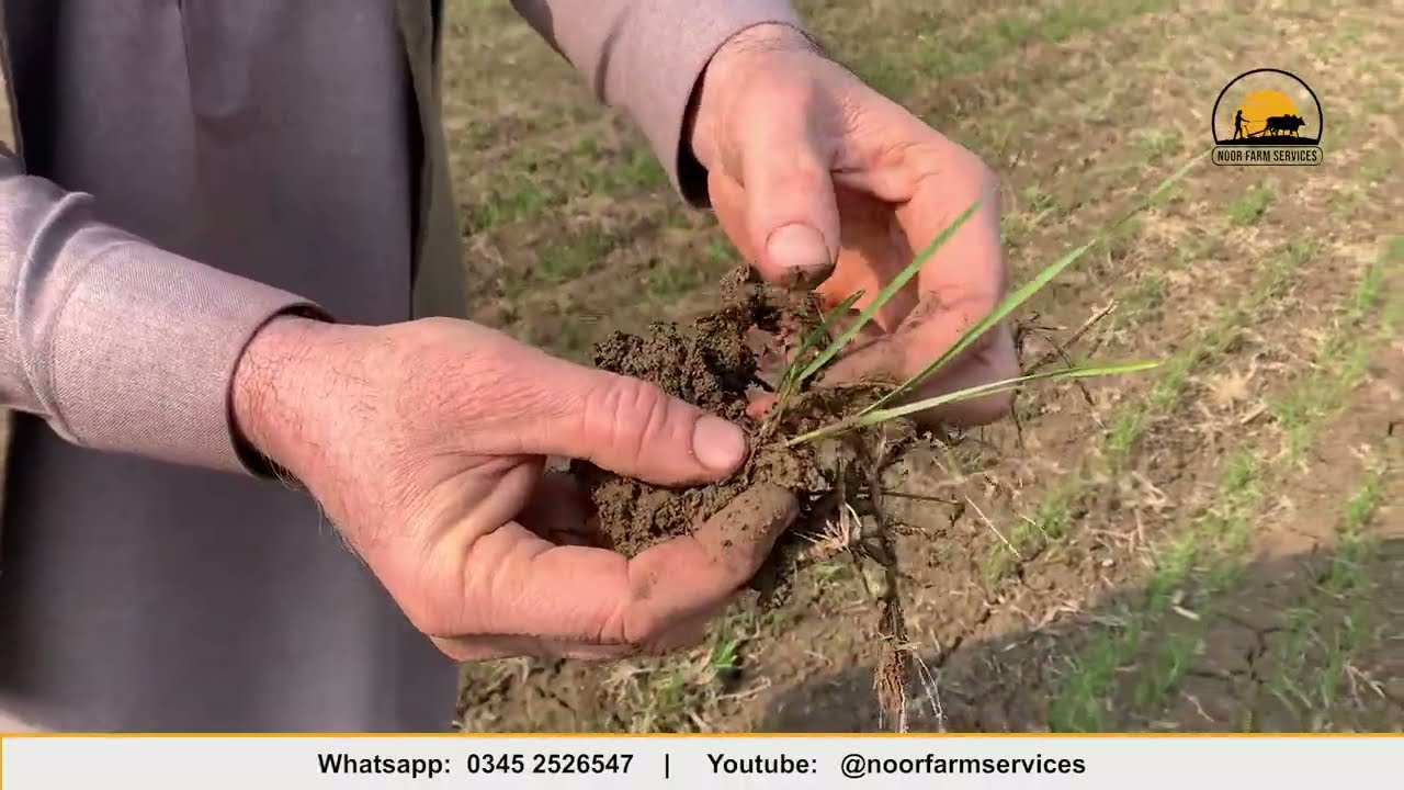 Right watering schedule for wheat crop | #noorfarmservices #agriculture #farming