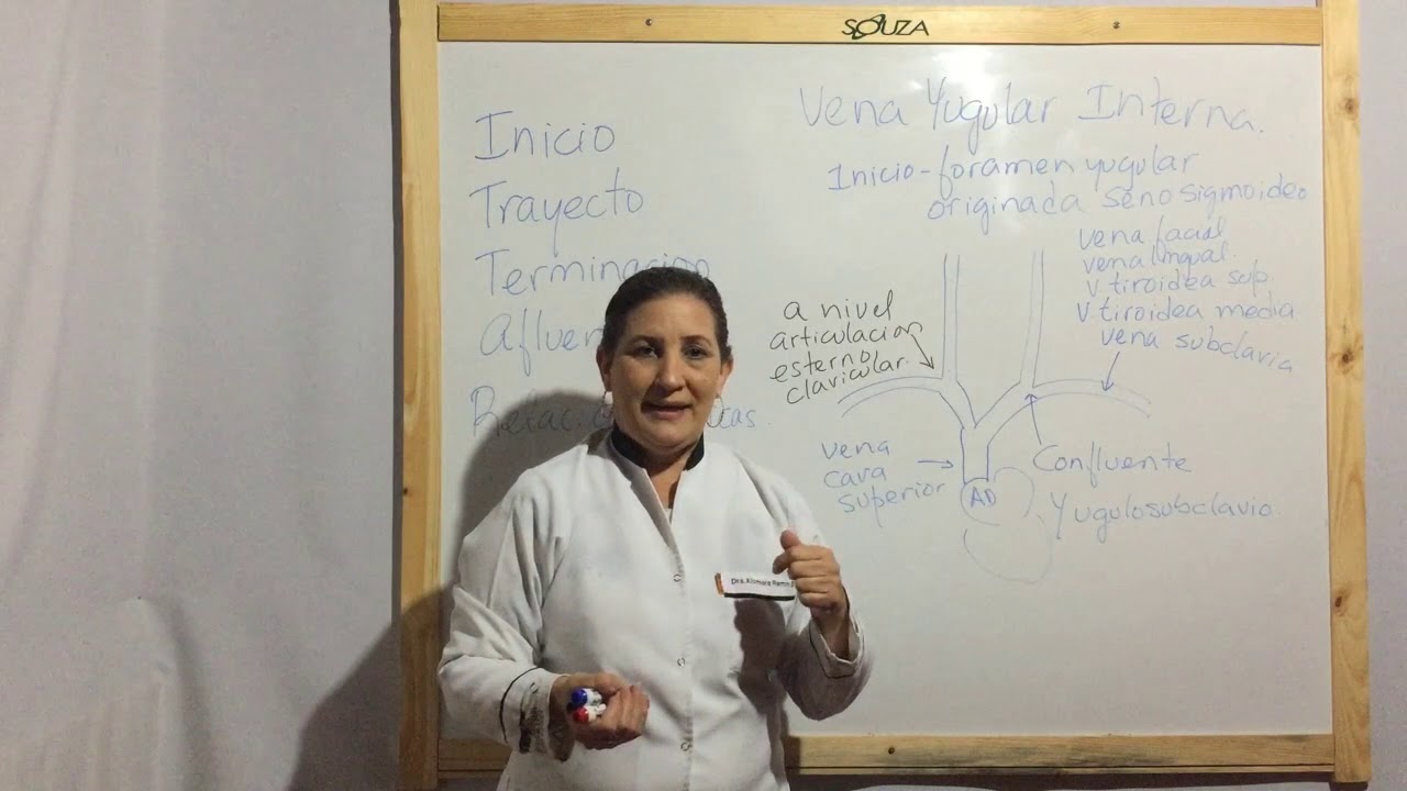 Vena Yugular - Externa e Interna