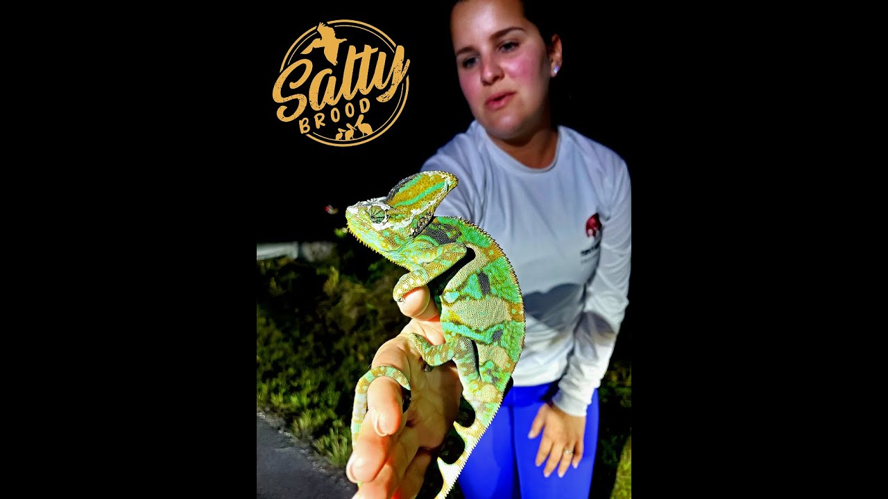 Catching Wild Chameleons in South Florida