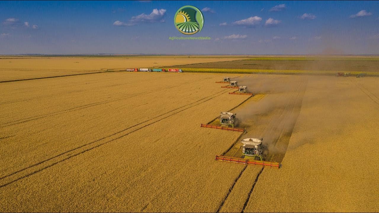 Recoltat grau 5 x Claas Lexion 3x780 TT & 2x770 TT 4K