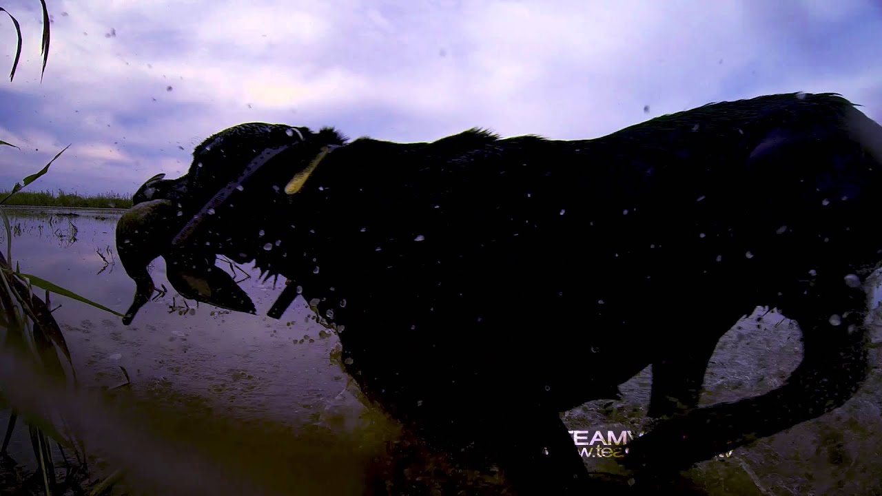 TeamVooDoo 2016- Teal Hunt Teaser