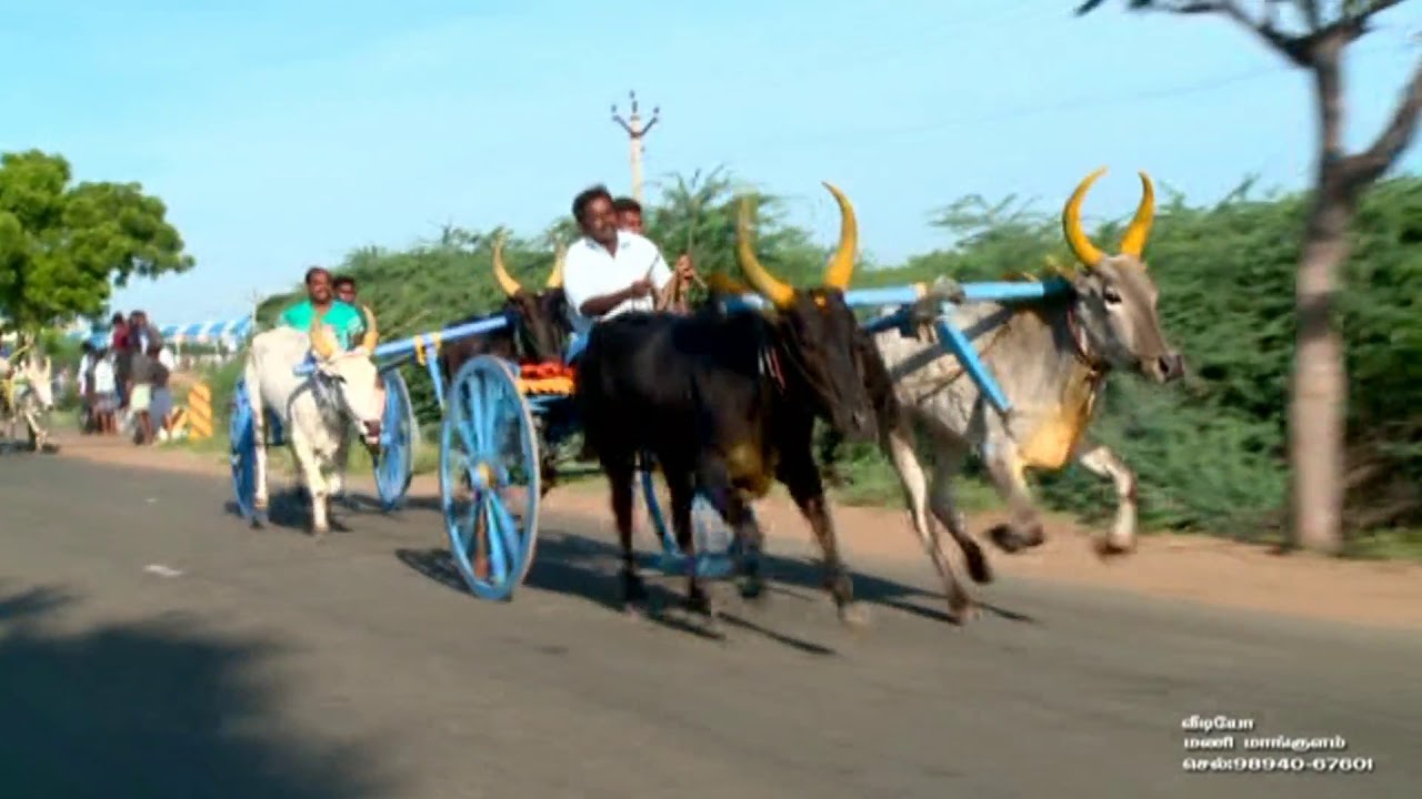கருப்பாயூரணி மாட்டு வண்டி பந்தயம்  பெரிய மாடு 2017- Part 1 - Karippaurani Race