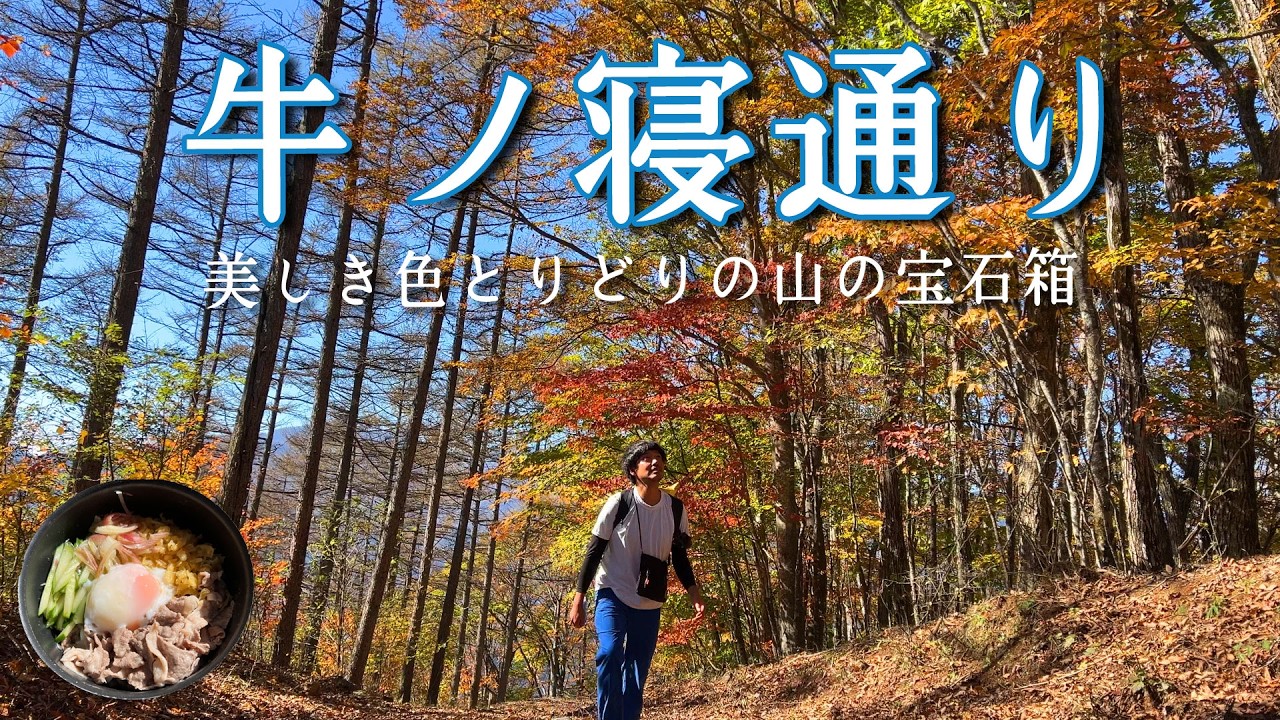 【牛ノ寝通り】色とりどりに輝く鮮やかな紅葉登山【山ごはん：肉たぬきうどん】_2024.11.09