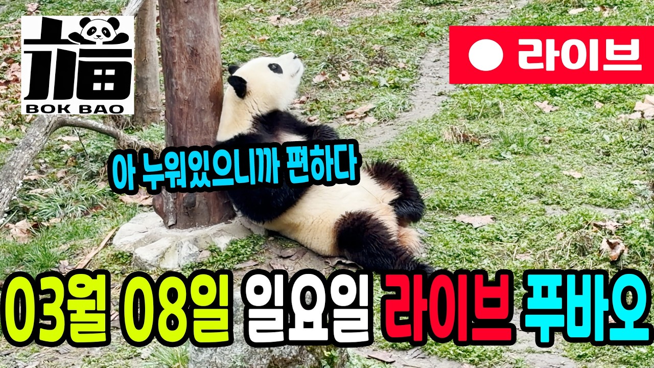 03월 08일 일요일 푸바오 라이브입니다. 아 누워있으니까 편하다~