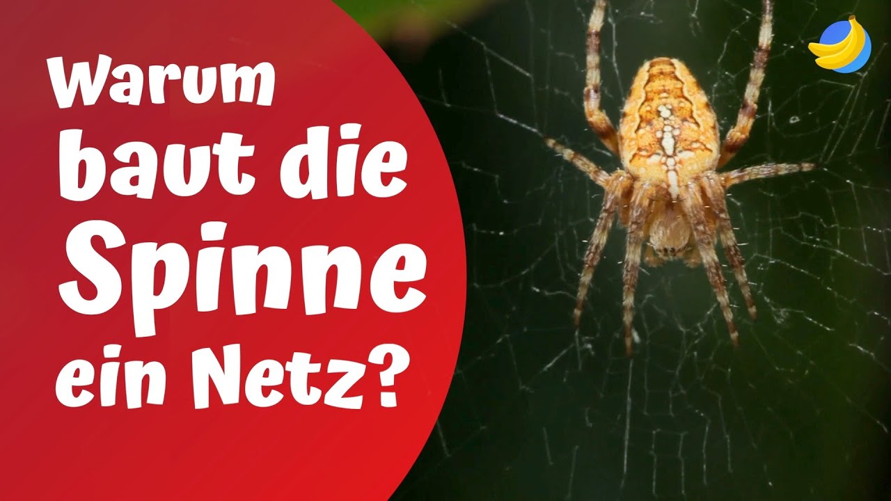 Warum baut die Spinne ein Netz?🕷️| Die kuriosesten Kinderfragen