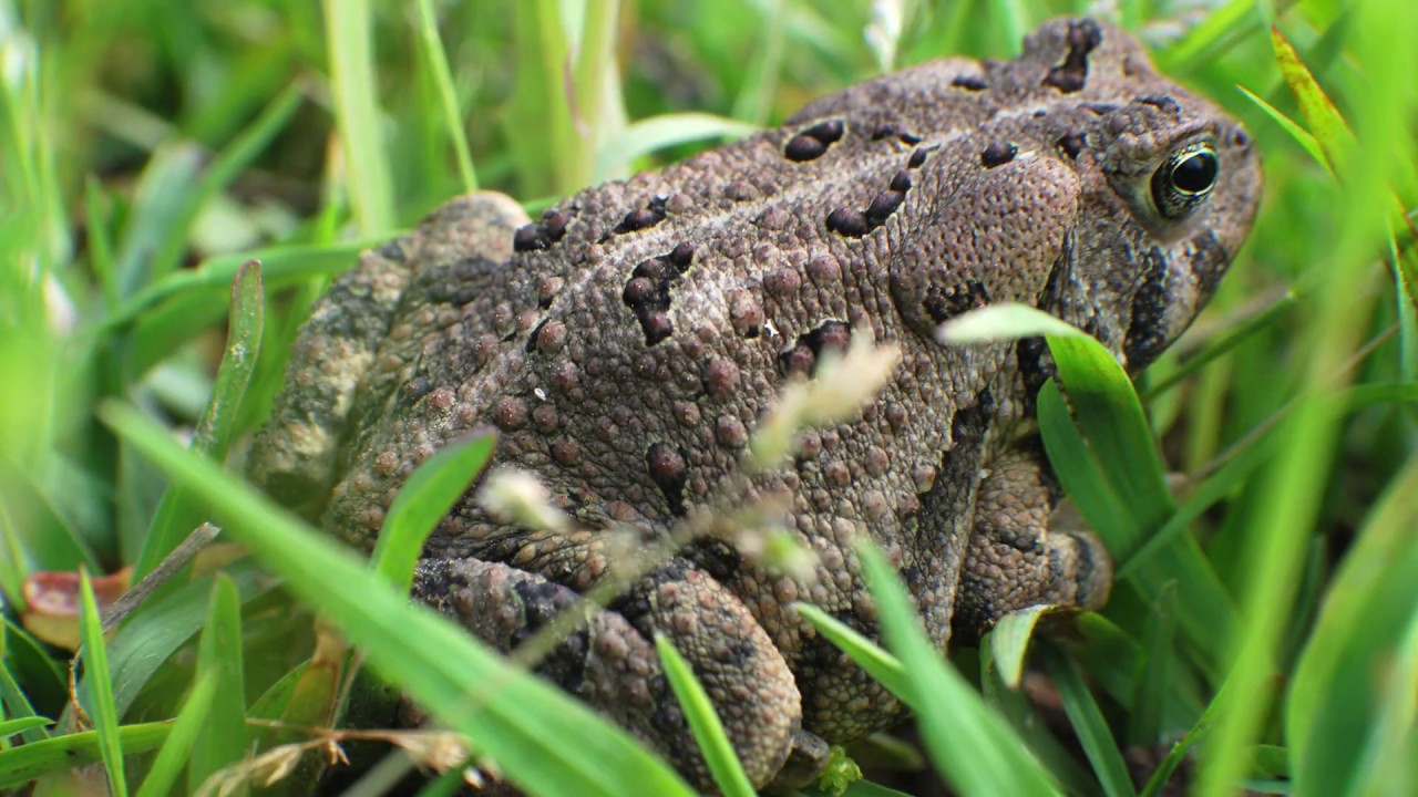 Smart Landscapes - Toad Abodes