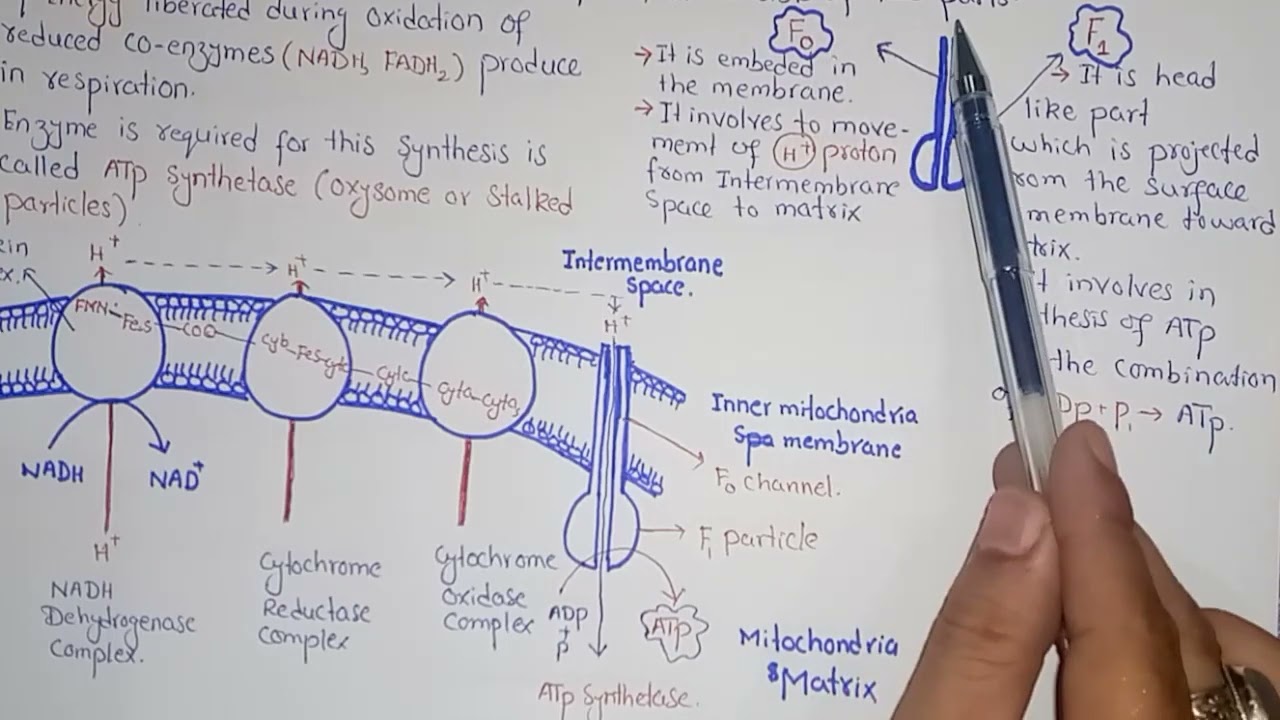 Chemiosmosis And Oxidative Phosphorylation | Federal And KPK Board | Class 11 Biology