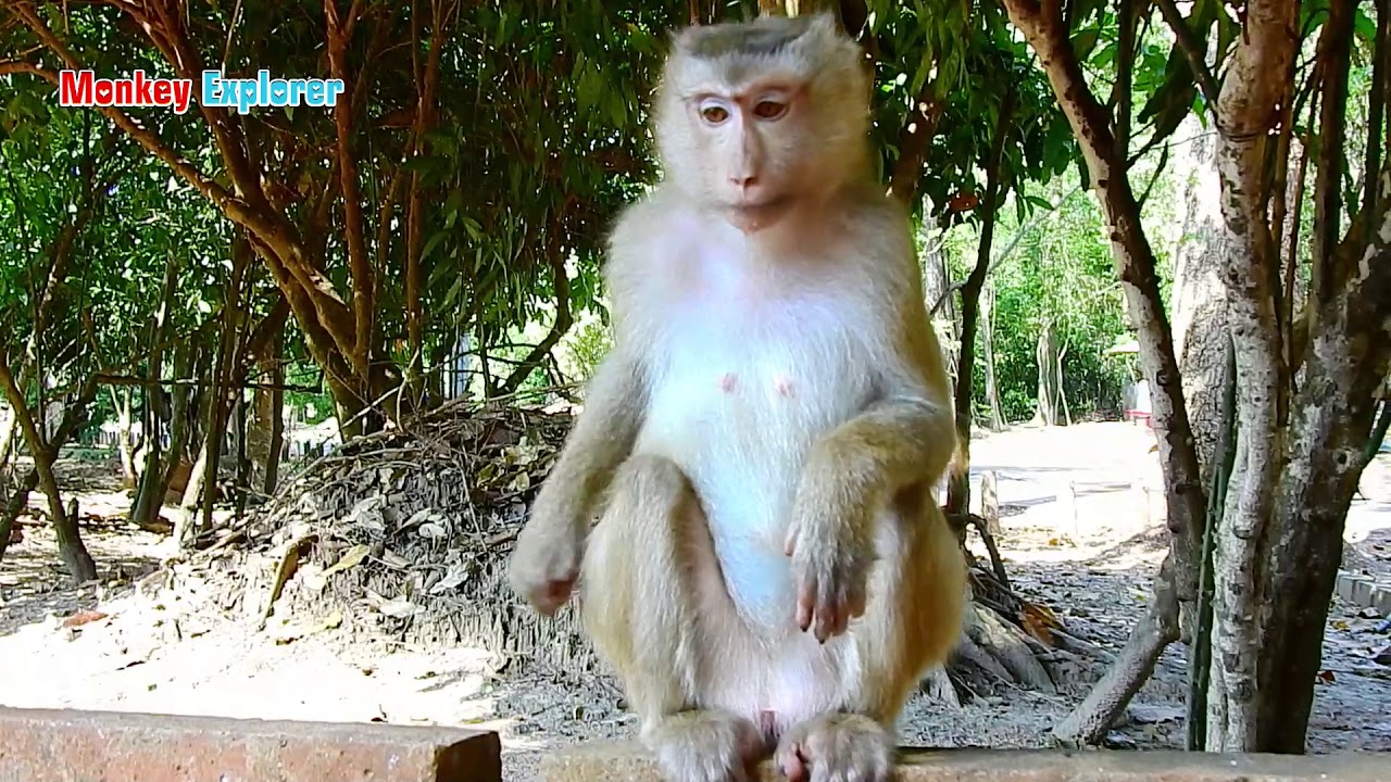 So urgent so see unborn baby of beautiful monkey Rose giving birth/ Hope be well & stay safe Rose.