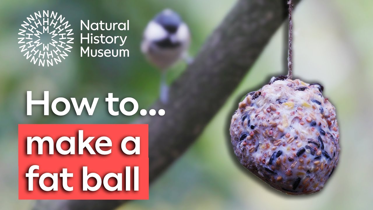 How to make fat balls for birds