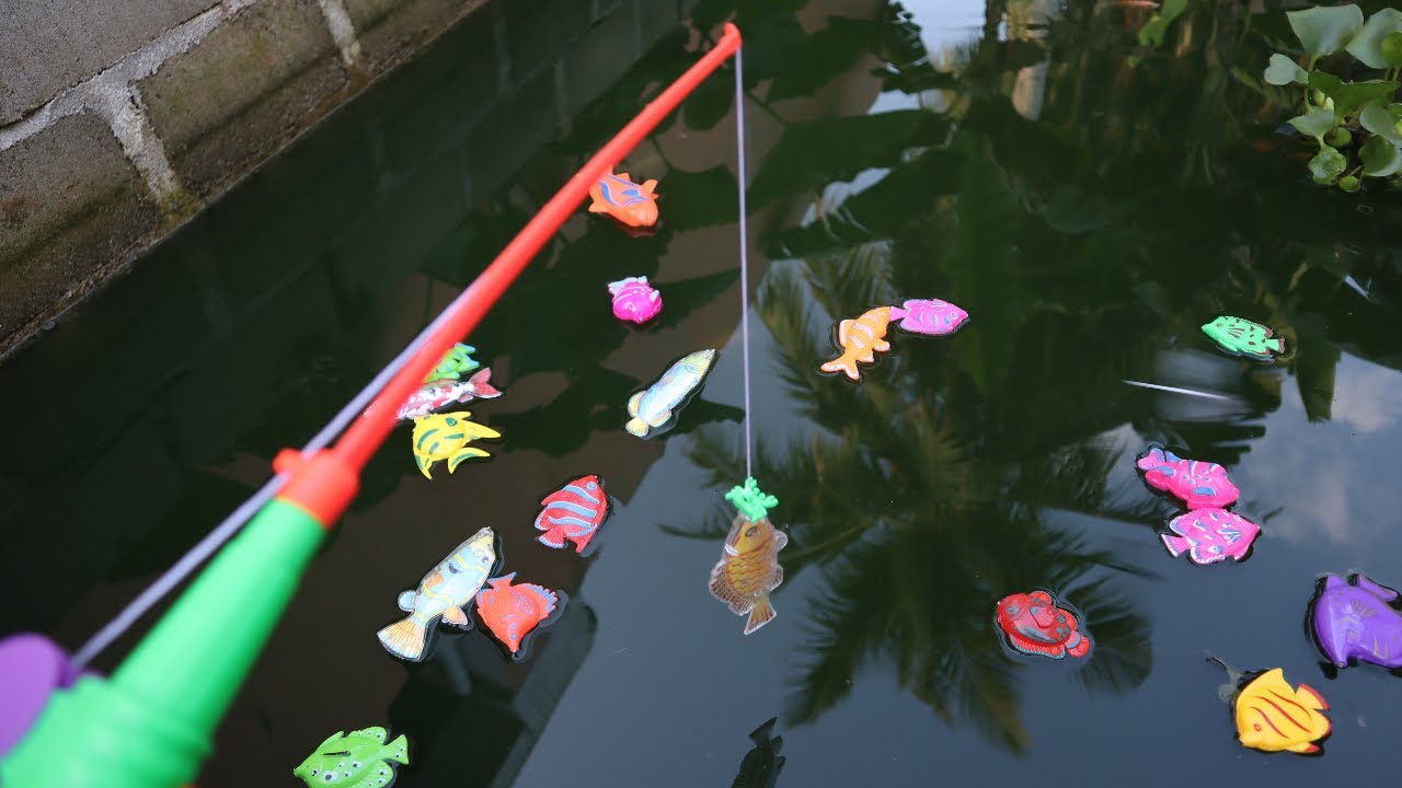 fishing for nemo fish, clowns, arowana fish, koi fish, predatory fish, cute fish, betta fish, sharks
