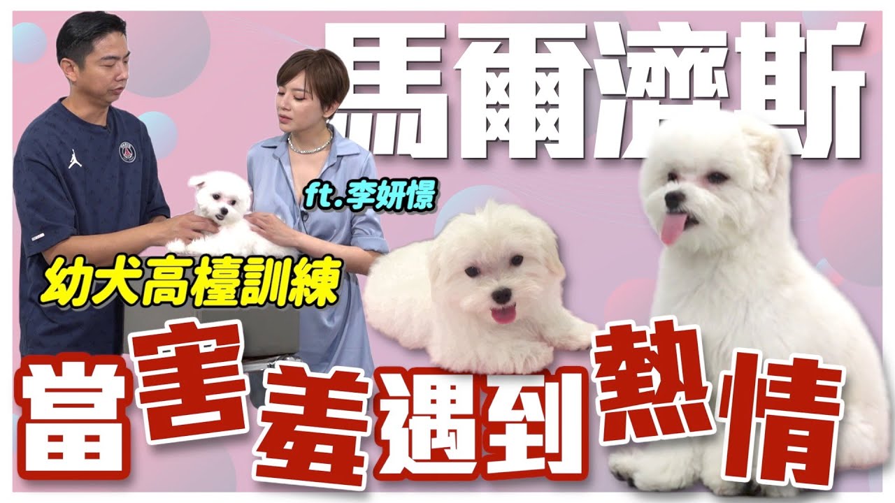 比寶石還珍貴的 #馬爾濟斯  當「害羞」遇到「熱情」！狗狗不同個性該怎麼訓練！？幼犬高檯訓練不能少!ft.李妍憬｜@熊爸估狗dogtrainer