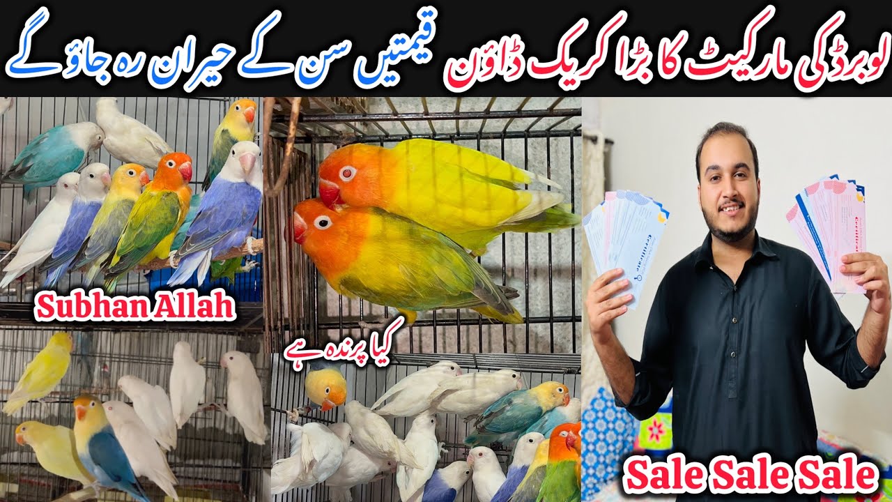 New Fanciers lakho ky birds hazaro me || Khubsurat pindo ki khubsurat offers. 