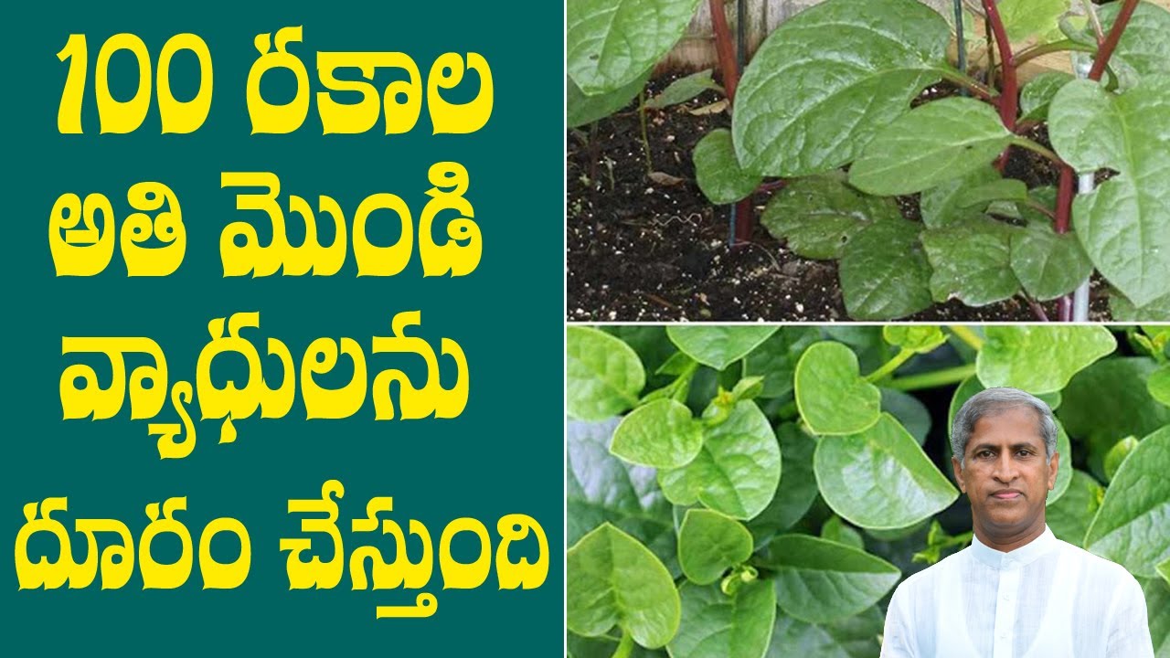 Amazing Health Benefits Of Spinach | Bacchali Kura Uses | Dr Manthena Satyanarayana Raju Videos