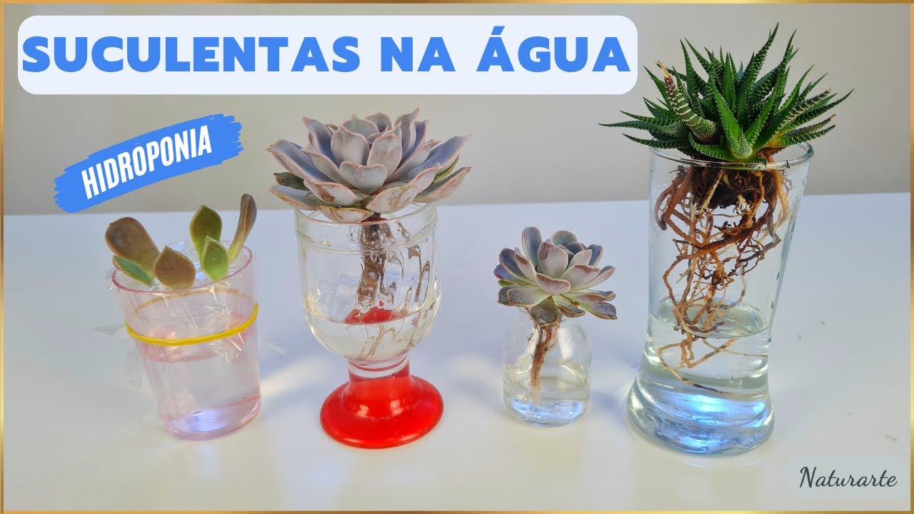 Descubra o Segredo das Suculentas na Água! Hidroponia Passo a Passo