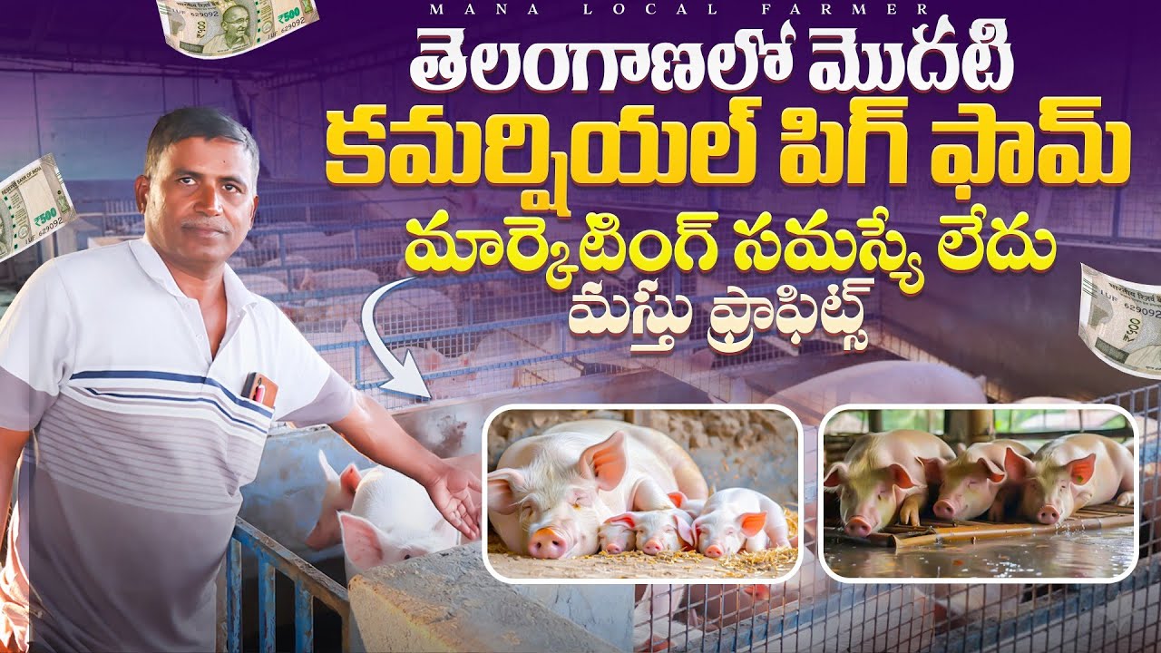 Pig farming for beginners telugu | Pig farming business telugu