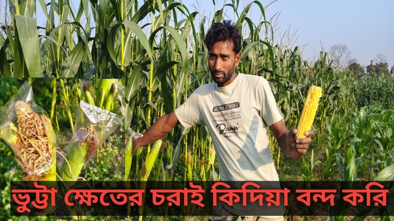 ভুট্টা খেত কিভাবে চরাই থিকা বাঁচাবো ? Chorai thika Ki babe basabo butta khete ? Haw to my new vloge 