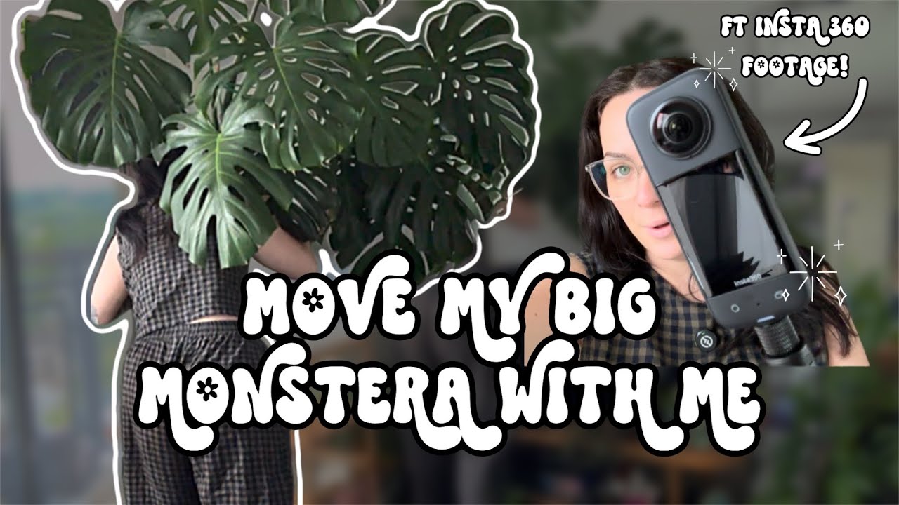 🏡  Moving Day 🚗 For My Biggest Houseplant! 🌿 come with me as I move my large form Monstera 🪴