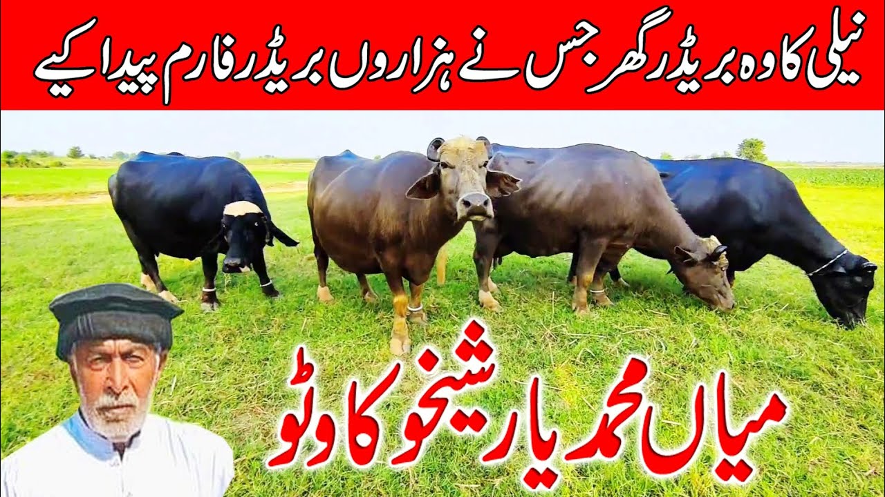 Sheikhuka watto pure nili Buffalo's breeding farm | very famous pure nili Buffalo's farm.