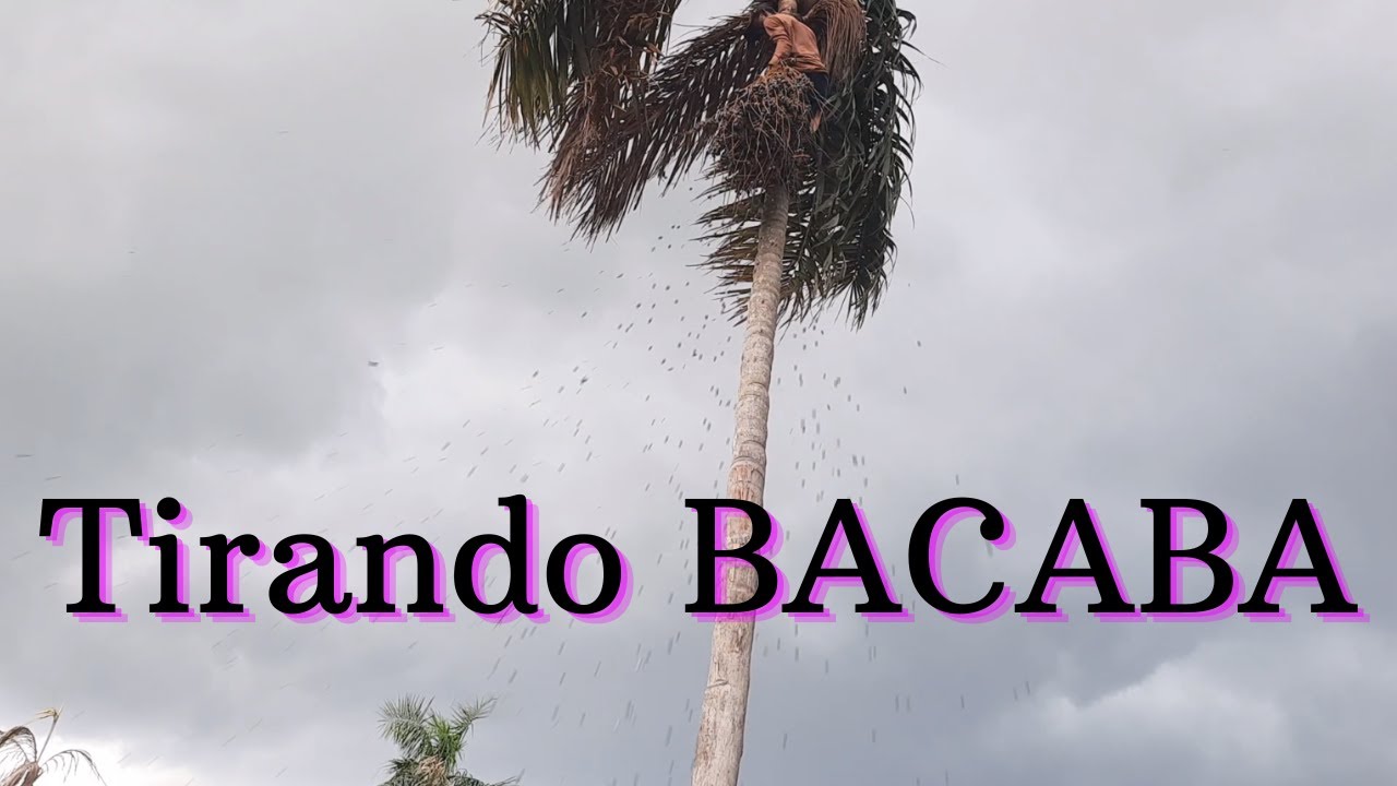 BACABA, FRUTOS DA AMAZONIA -Do Inicio ao fim - O Processo de TIRAR e PREPARAR  BACABA de LEITE
