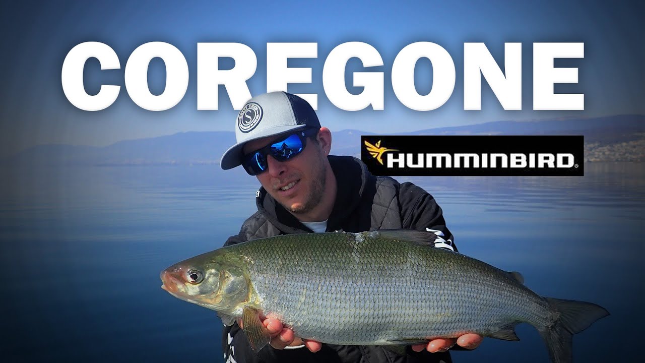 [FISHING] HUMMINBIRD LA PECHE DU COREGONE/FERA ET REGLAGES ECHOSONDEUR APEX/SOLIX/HELIX