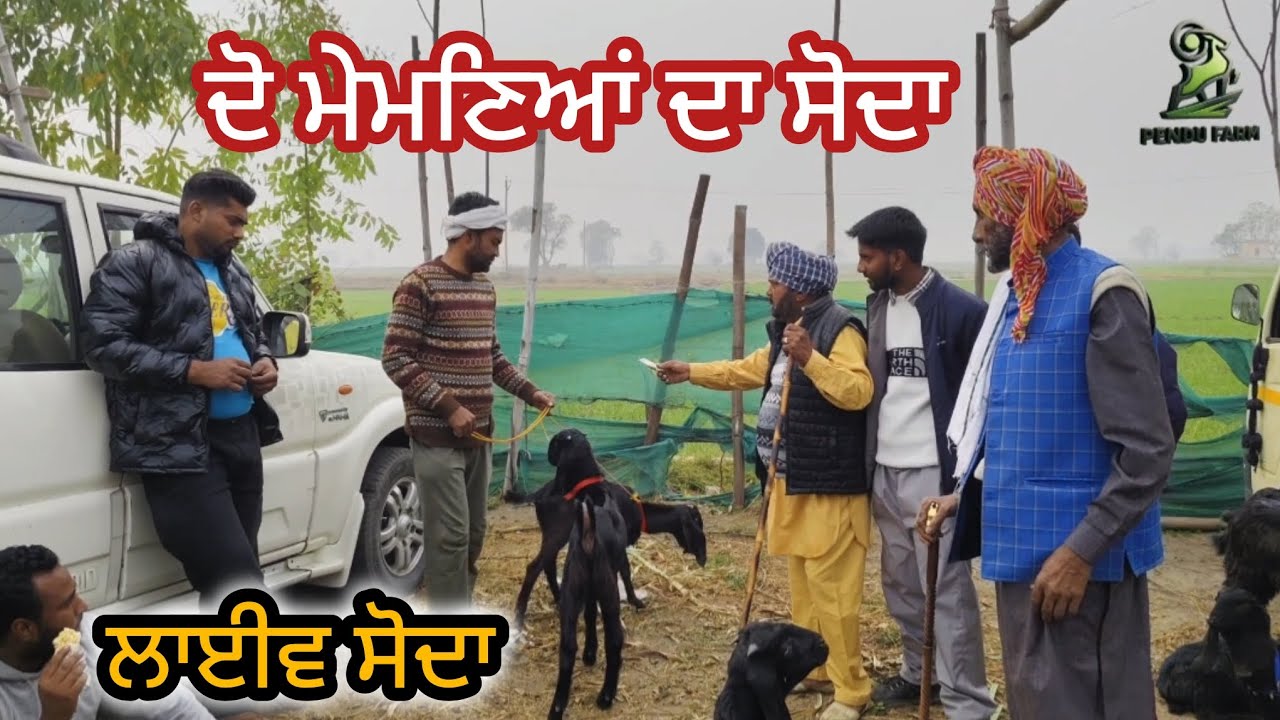 ਦੋ ਮੇਮਣਿਆਂ ਦਾ ਸੋਦਾ Mullanpur Bakra Mandi @PenduFarm  #live_sauda #goatfarm #rajudirba #mithu #goat 