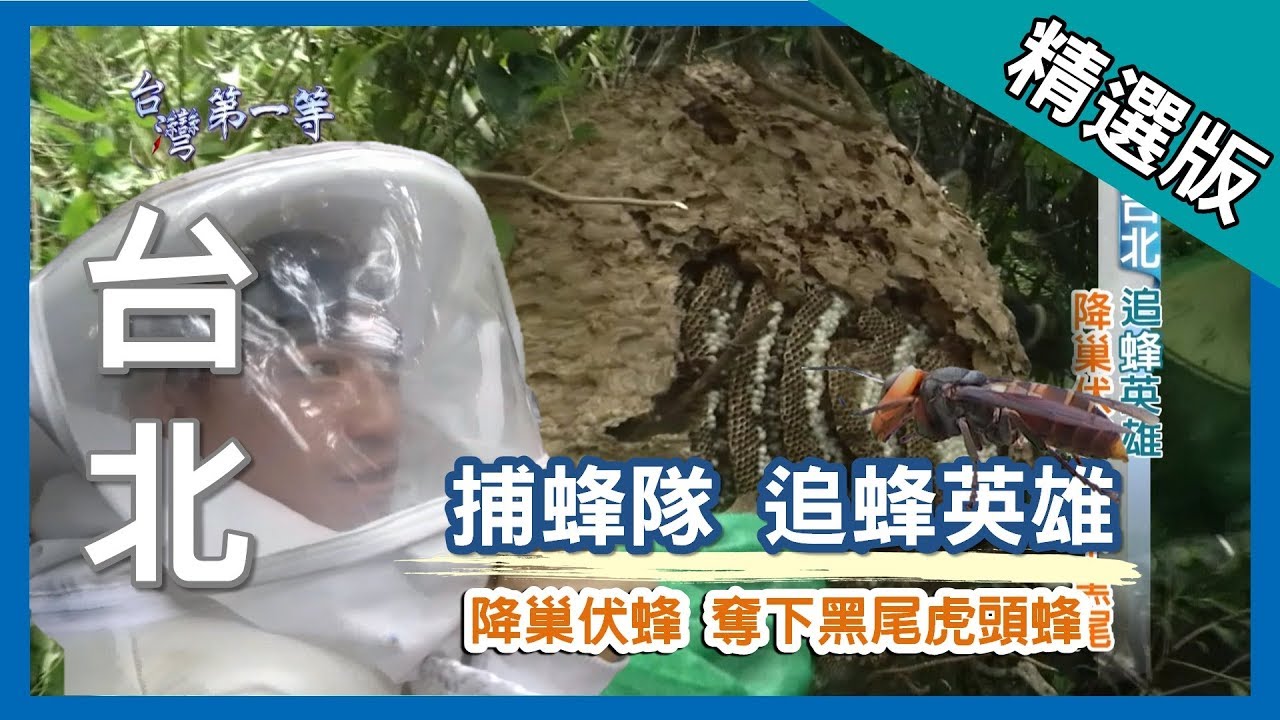 台灣第一等【捕蜂達人 摘除天燈蜂窩】台北 _精選版