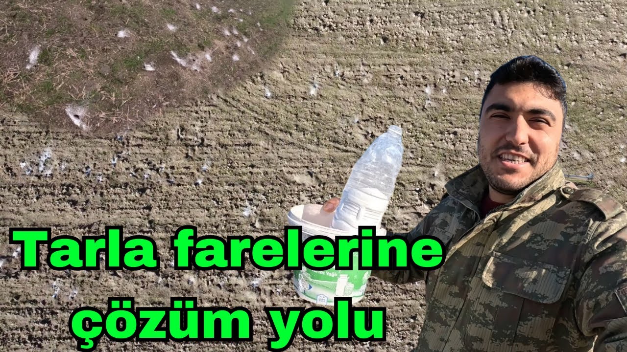 TARLA FARELERİNE ÇÖZÜM YOLU BULDUK