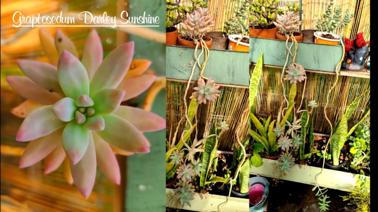 Graptosedum Darley Sunshine Succulents / Indoor and outdoor plant