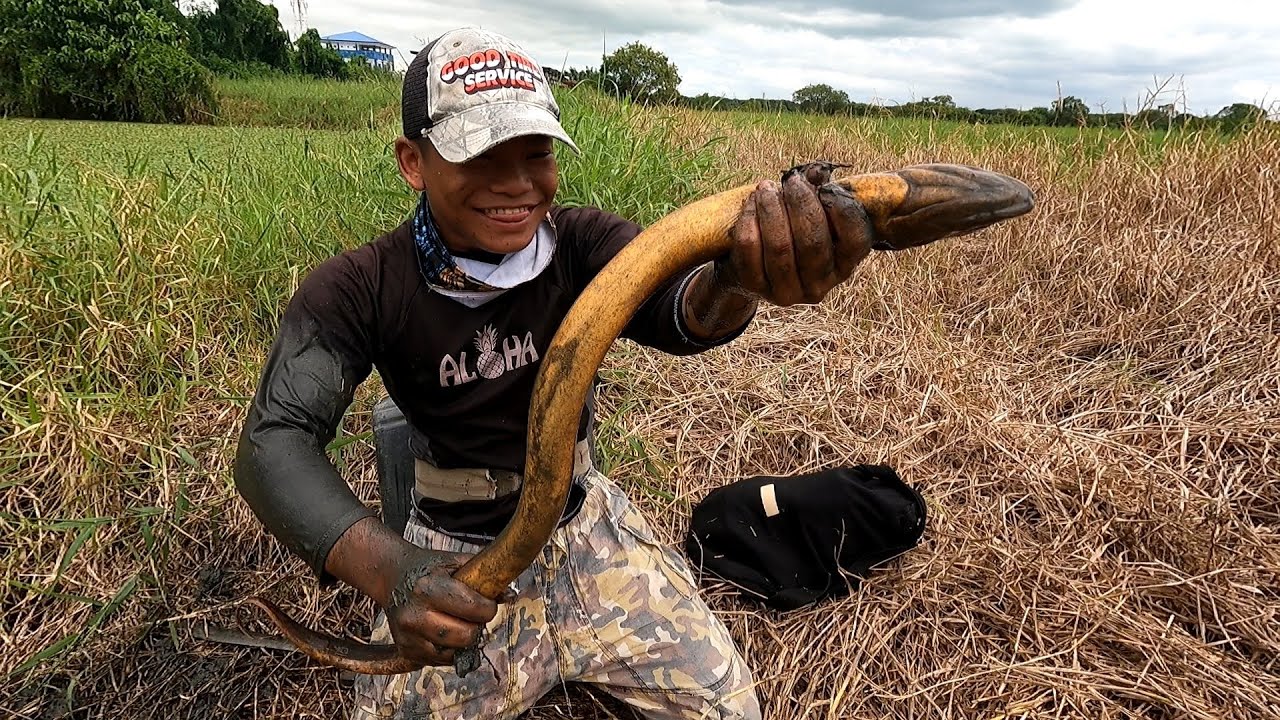 Mistulang BULATE SA PILAPIL nagbubutas
