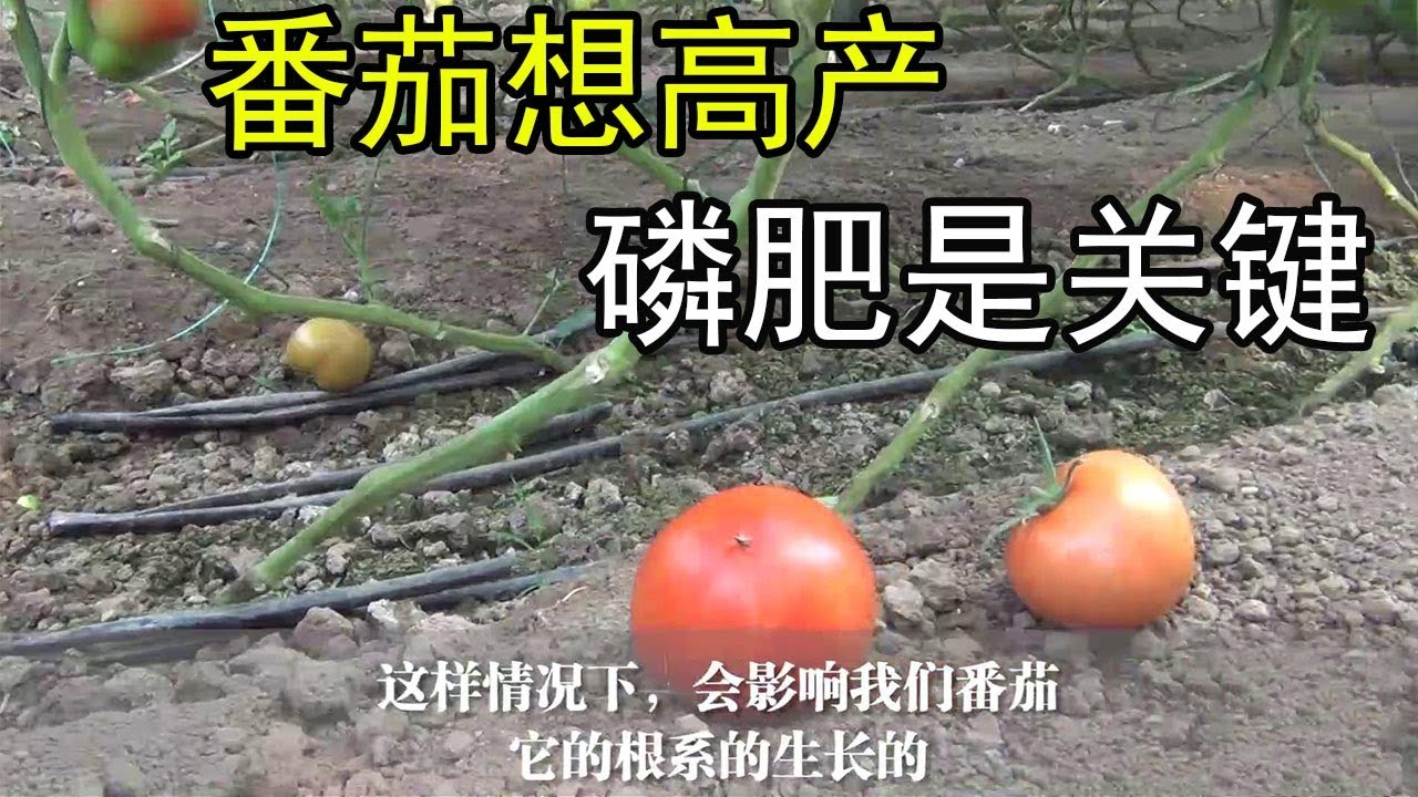 番茄想高产，怎么施磷肥很关键，磷肥用了几十年，这回总算搞懂了【付老师种植技术团队】