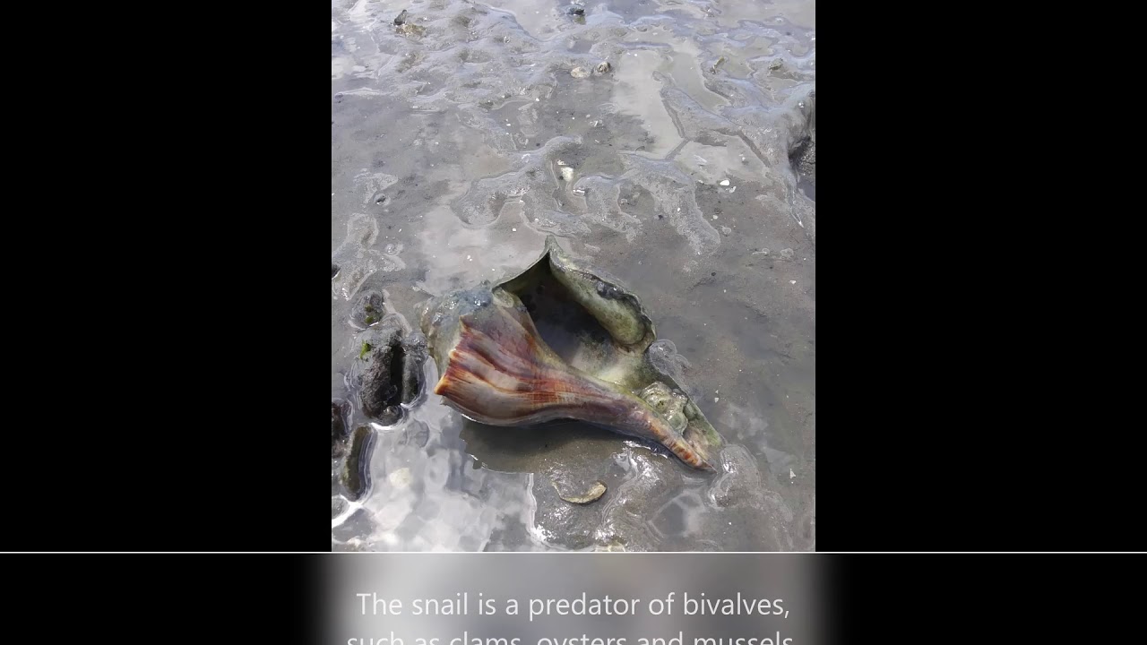 Exploring Tidal Flats
