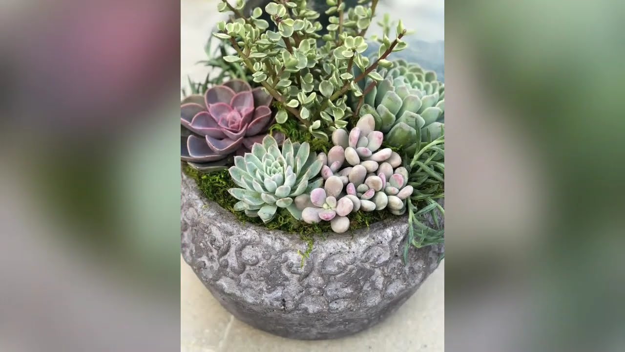 🌿💮🌵Hermosos Arreglos Con Suculentas Y Cactus
