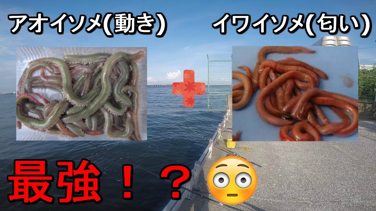 【浮島つり園】アオイソメとイワイソメを組み合わせると最強の釣り餌が完成する！？検証中に時合い突入し五目釣り達成♪あと新魚種も…【2019.09.02】