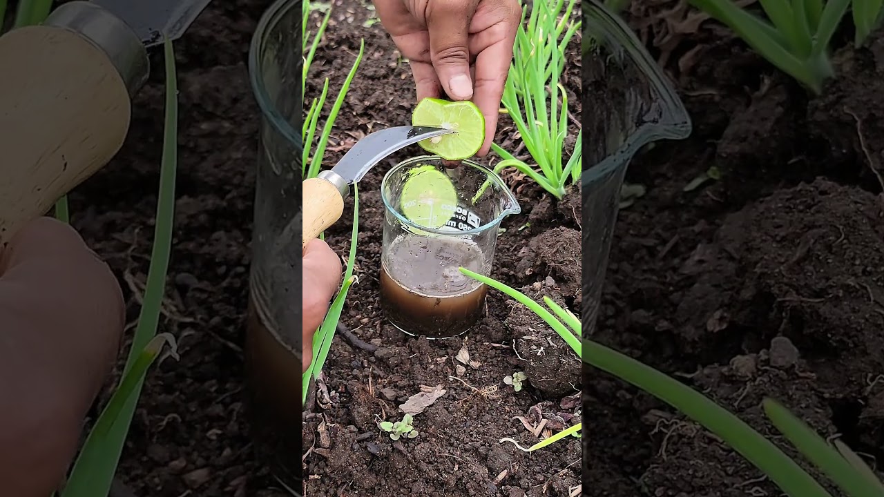 &iquest;Suelo &aacute;cido? Desc&uacute;brelo con esta prueba casera y corr&iacute;gelo de forma natural. #pH #suelo #huerto