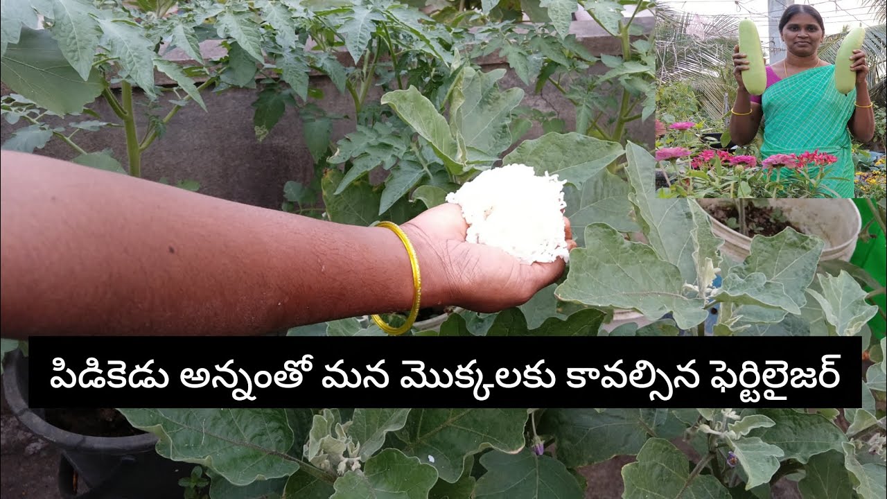 అన్నంతో చేసిన లిక్విడ్ మొక్కలకు ఇస్తూ 2 సొరకాయలు హార్వెస్ట్ చేశాను/Ma pushpa thota garden 