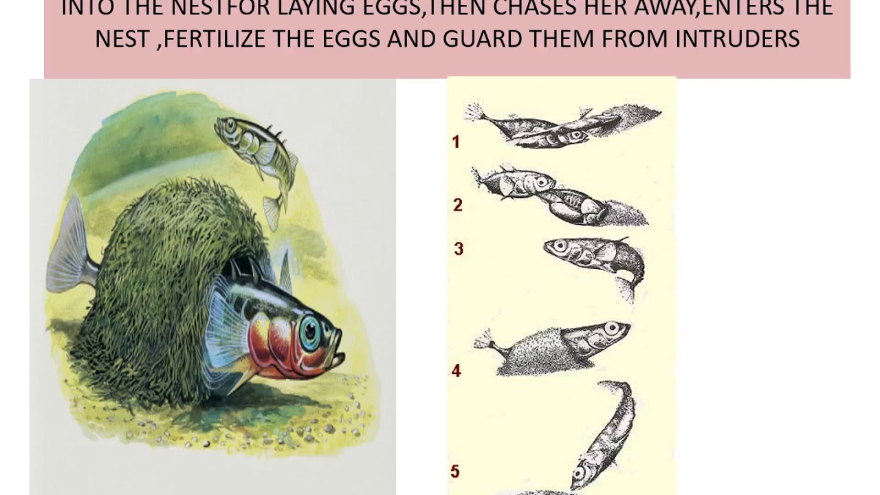 parental care in fishes