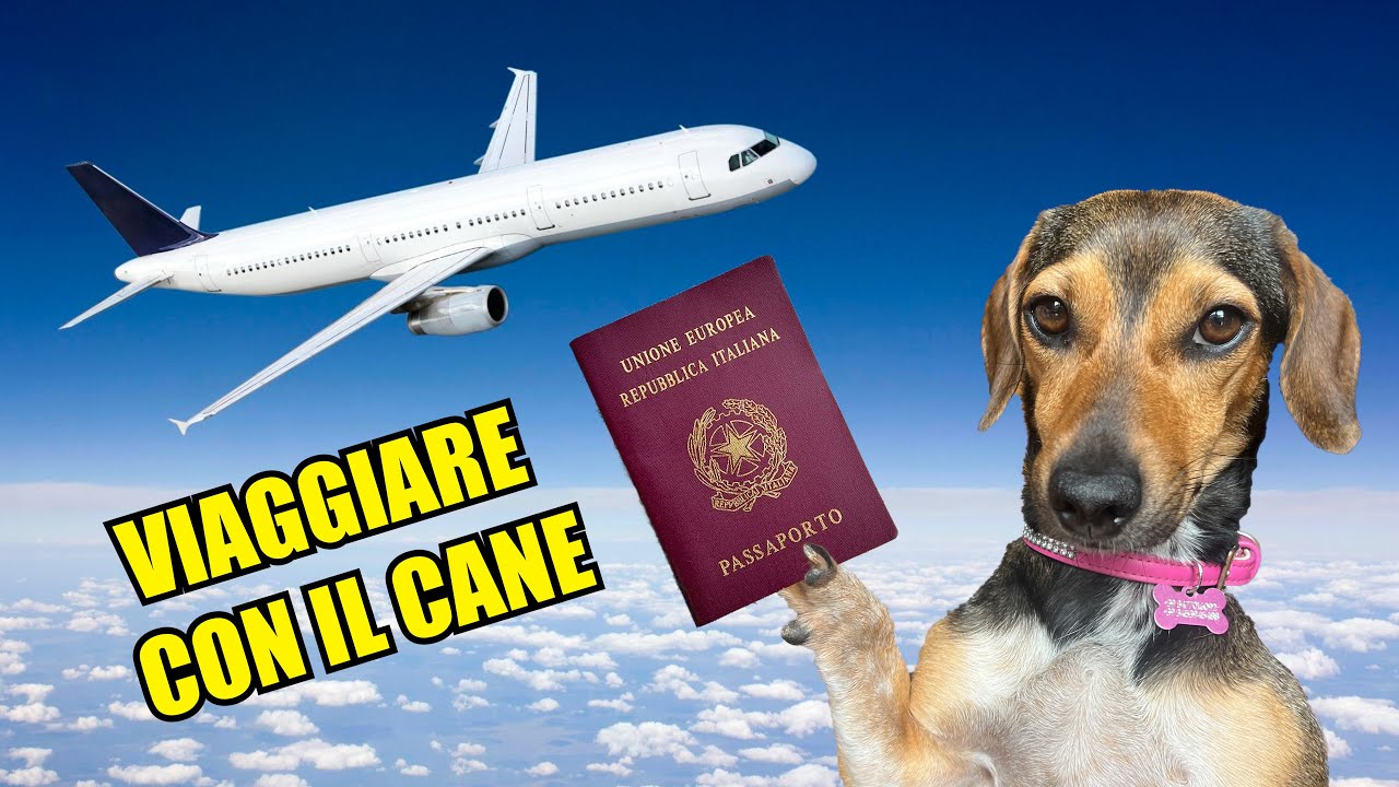 VIAGGIARE con il CANE in AEREO, cabina, stiva e tutte le regole!