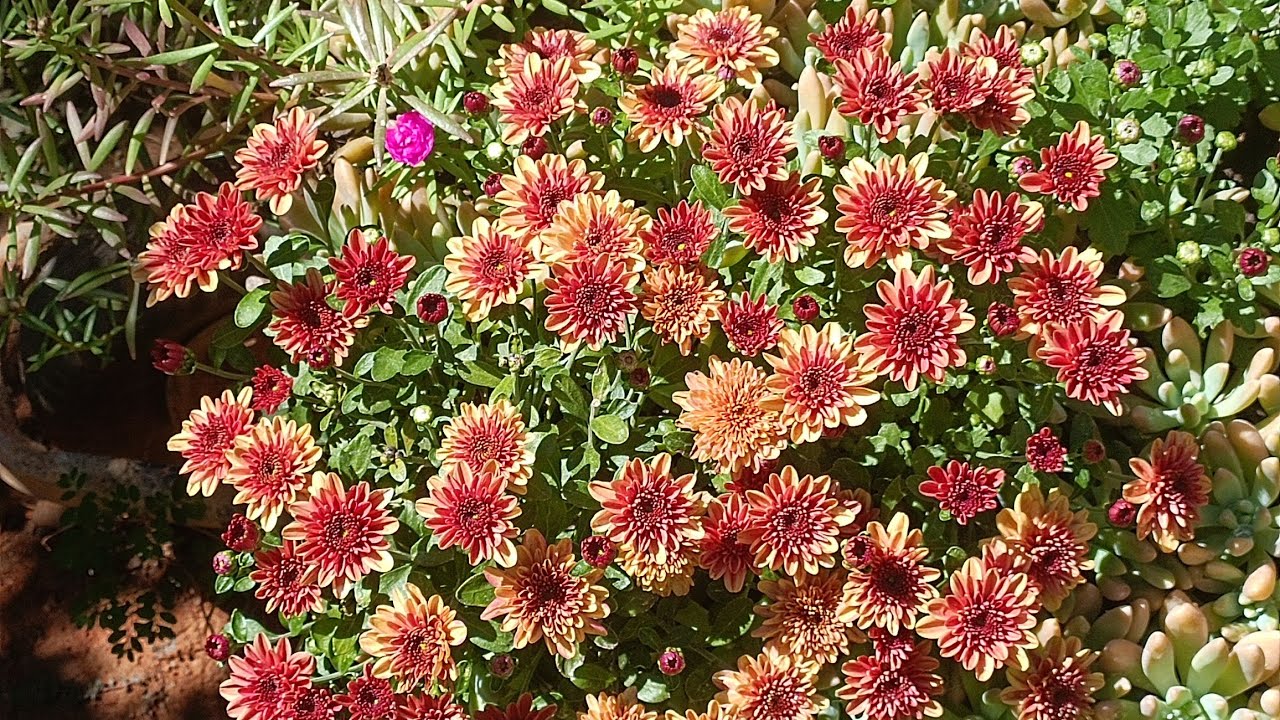 como cultivar cris&acirc;ntemo,dicas e atualiza&ccedil;&atilde;o das flores em meu quintal.