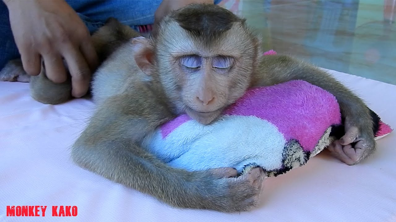 Adorable Monkey, Monkey Kako Relaxing While Mother Massage Body For Him