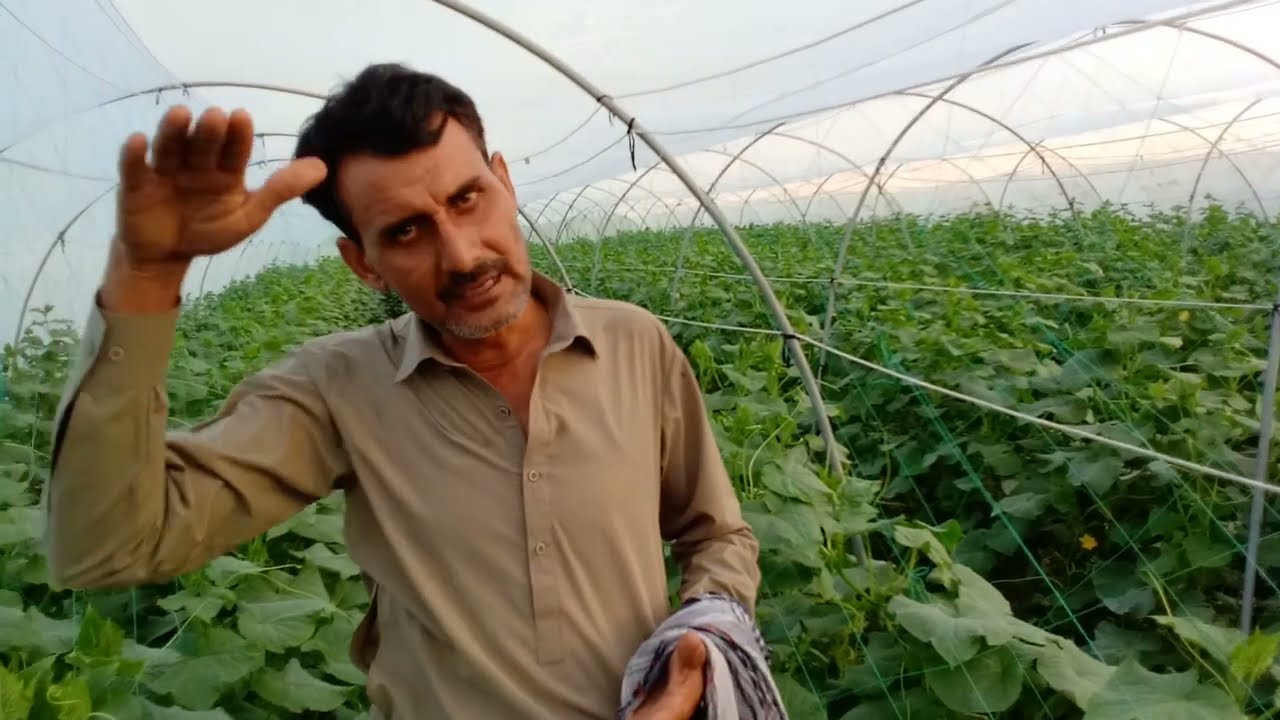Off-season insects net cucumber farming || How To grow cucumber under insects net information