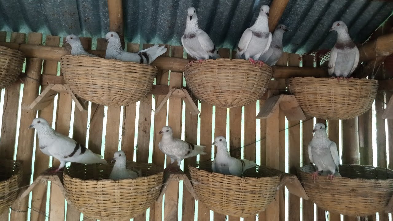 সুপার কোয়ালিটির লাল বুনো কবুতর