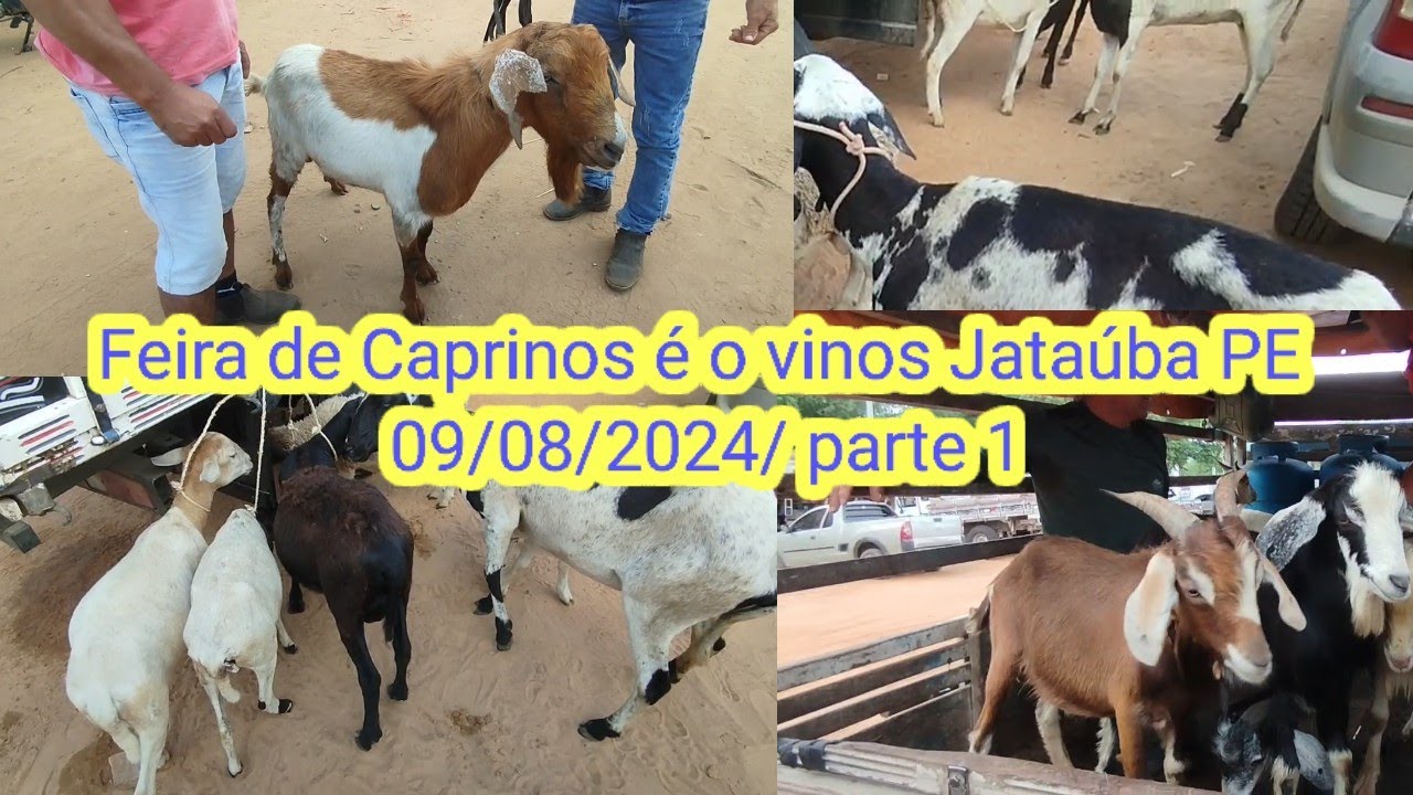 Feira de Caprinos é o vinos em Jataúba PE 09/08/2024/ parte 1